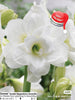 Donner Amaryllis Bulb