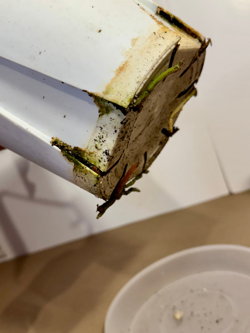 *Grower’s Choice* Anthurium King of Spades KOS XL (pick up&local delivery only)