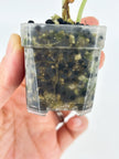 Alocasia Combo (Melo Albo+Dragon Scale Albo) @BC Warehouse