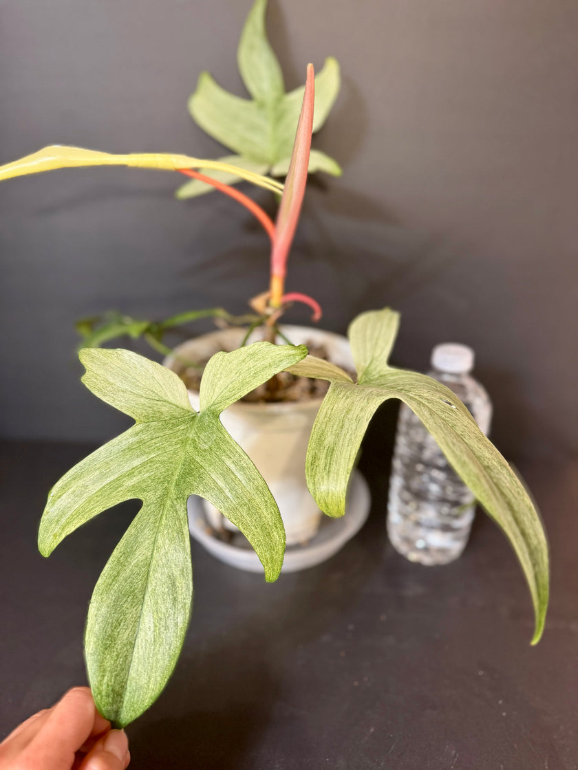 Philodendron Florida Ghost XL *Pick up& GTA Delivery Only*