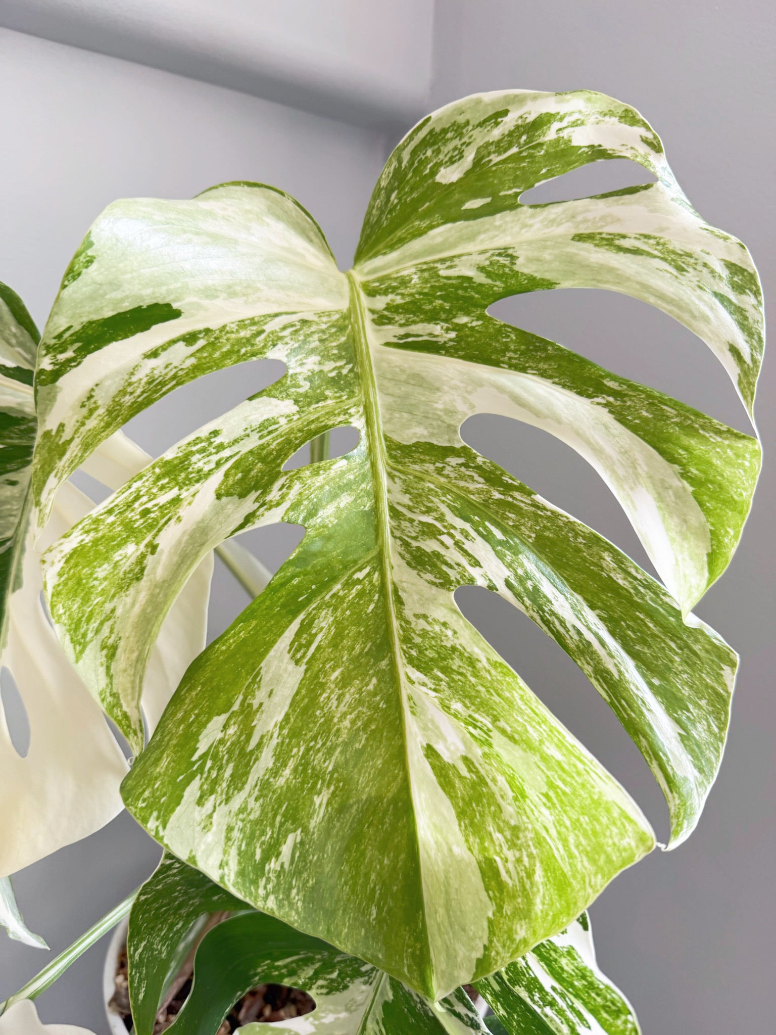 Monstera Albo -Holland *Pick up& GTA Delivery Only* @Markham Warehouse