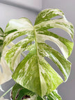 Monstera Albo -Holland *Pick up& GTA Delivery Only* @Markham Warehouse