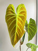 Philodendron Splendid XL *Pick up& GTA Delivery only*