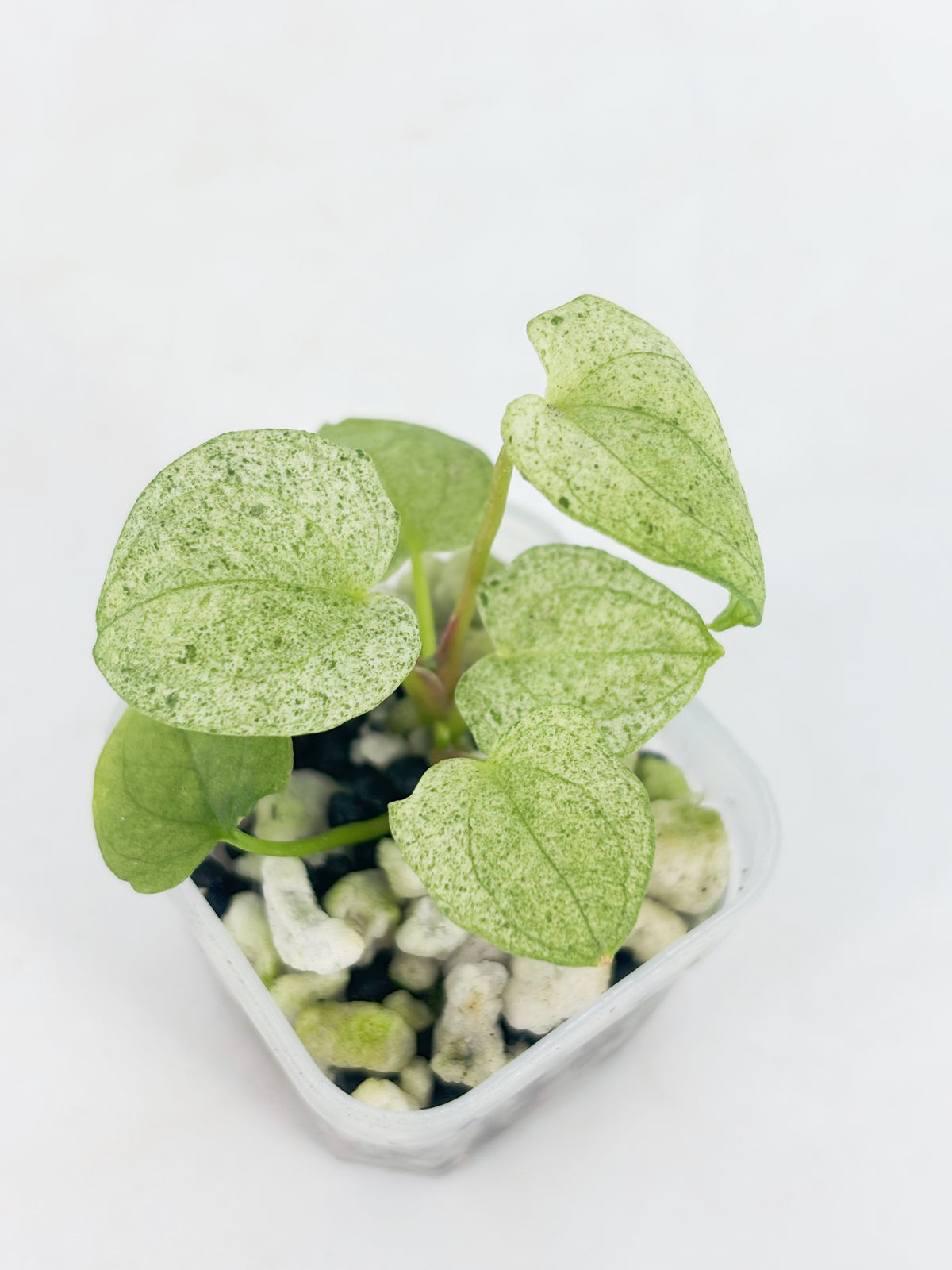 Anthurium Dark Phoenix Mint@BC Warehouse