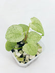 Anthurium Dark Phoenix Mint@BC Warehouse