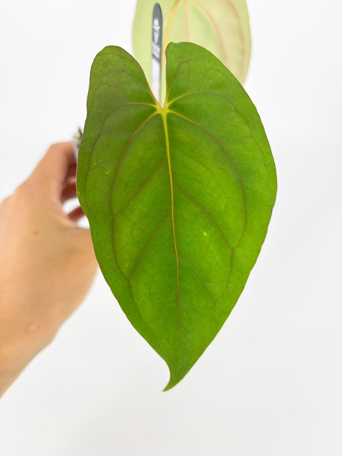 Anthurium Dark Phoenix × RLFS @BC Warehouse