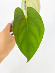 Anthurium Dark Phoenix × RLFS @BC Warehouse