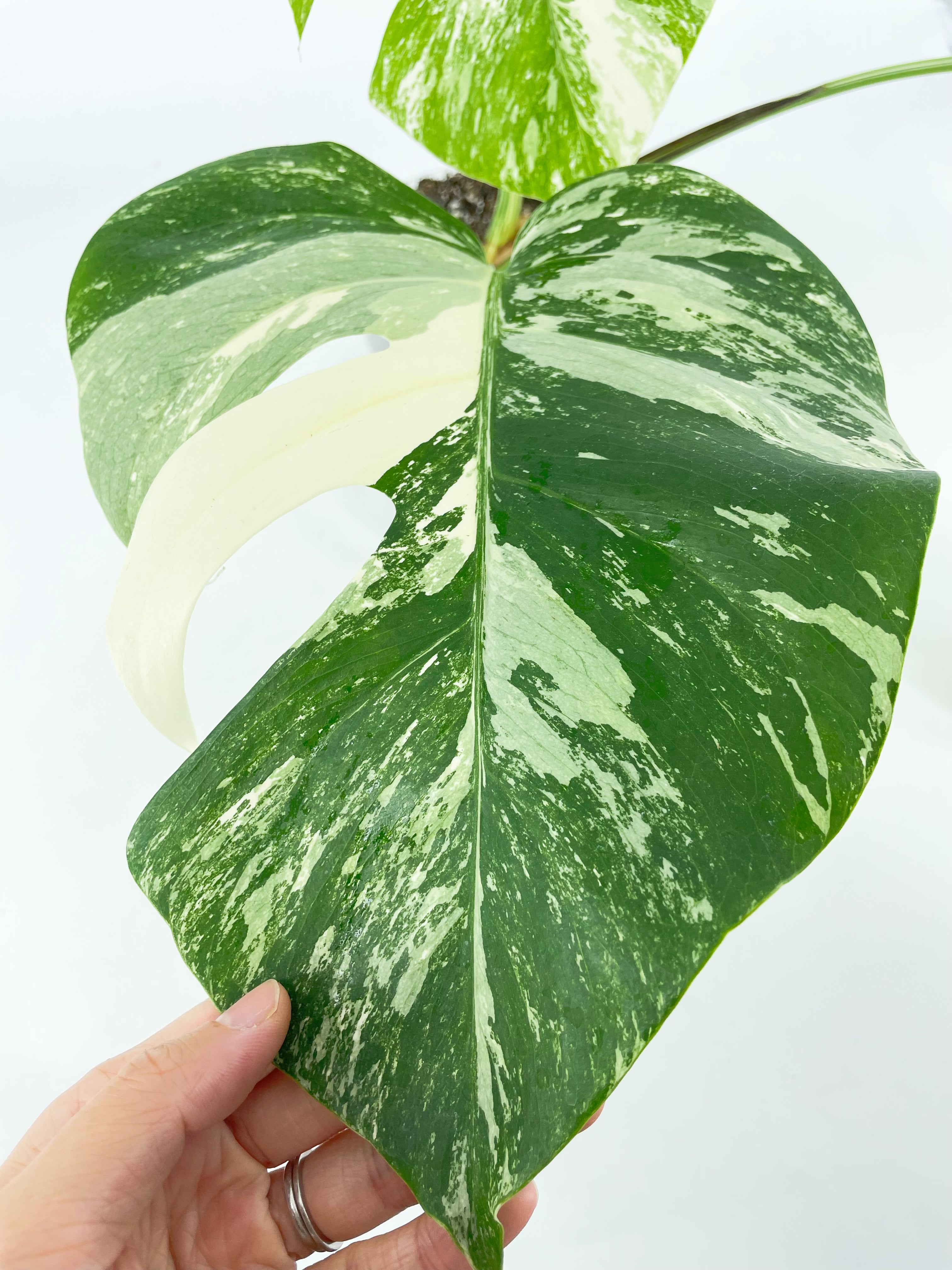 Monstera Albo *Pick up&Local Delivery Only* 3 leaves