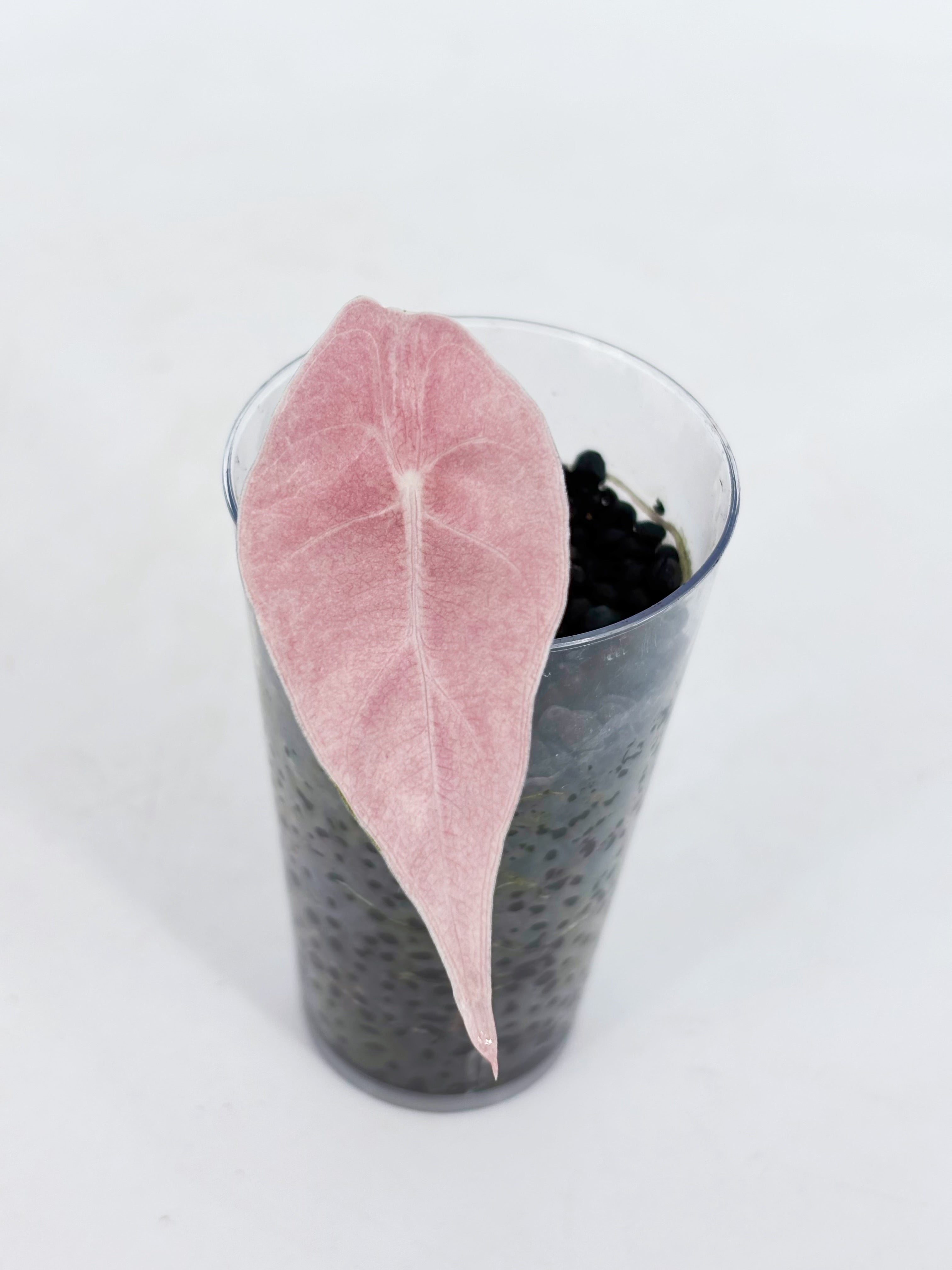 Pink Combo (Chantrieri Pink & Noblis Pink K form) @BC Warehouse