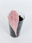 Pink Combo (Chantrieri Pink & Noblis Pink K form) @BC Warehouse