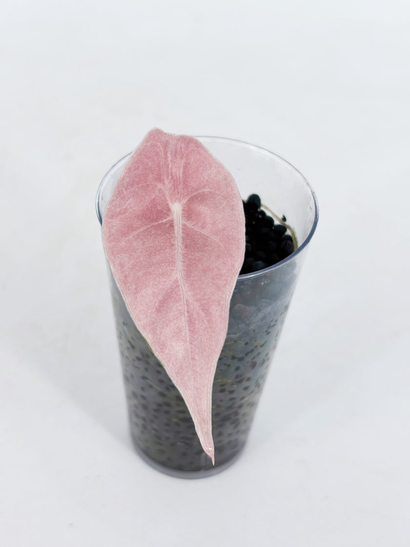 Pink Combo (Chantrieri Pink & Noblis Pink K form) @BC Warehouse