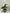 Anthurium Lux x Dark Crystallinum