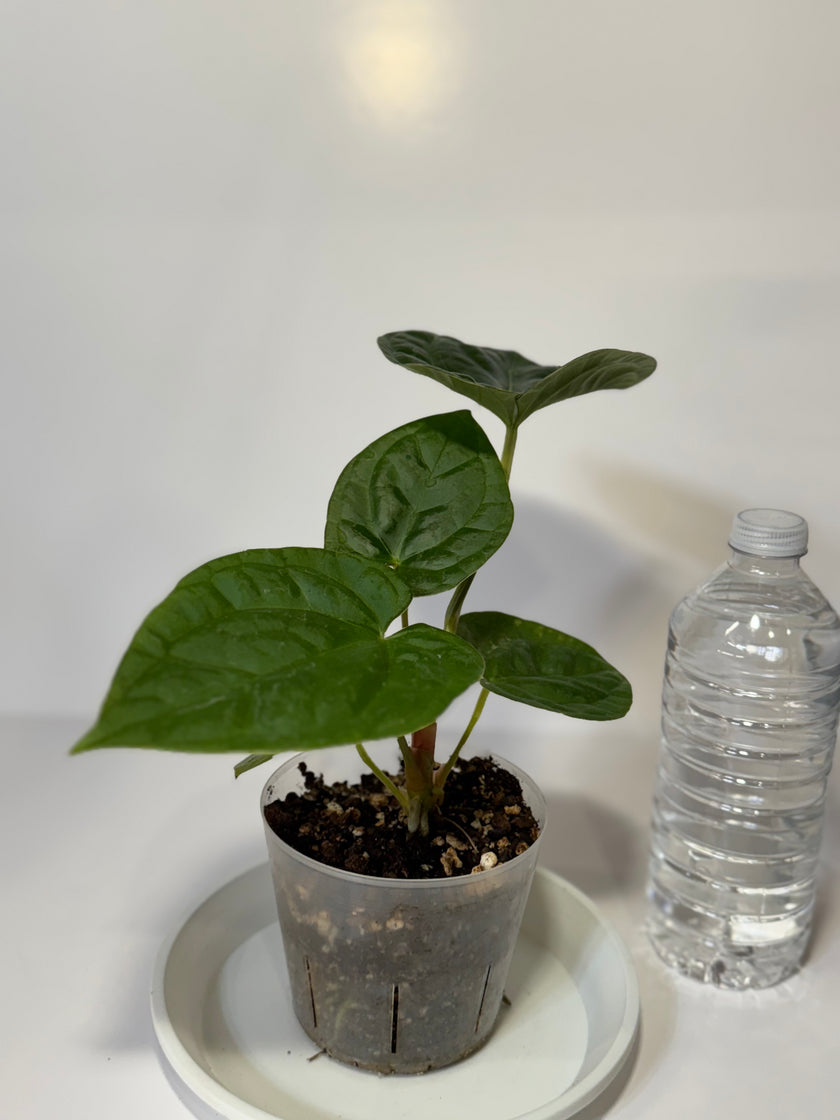 Anthurium Lux x Dark Crystallinum