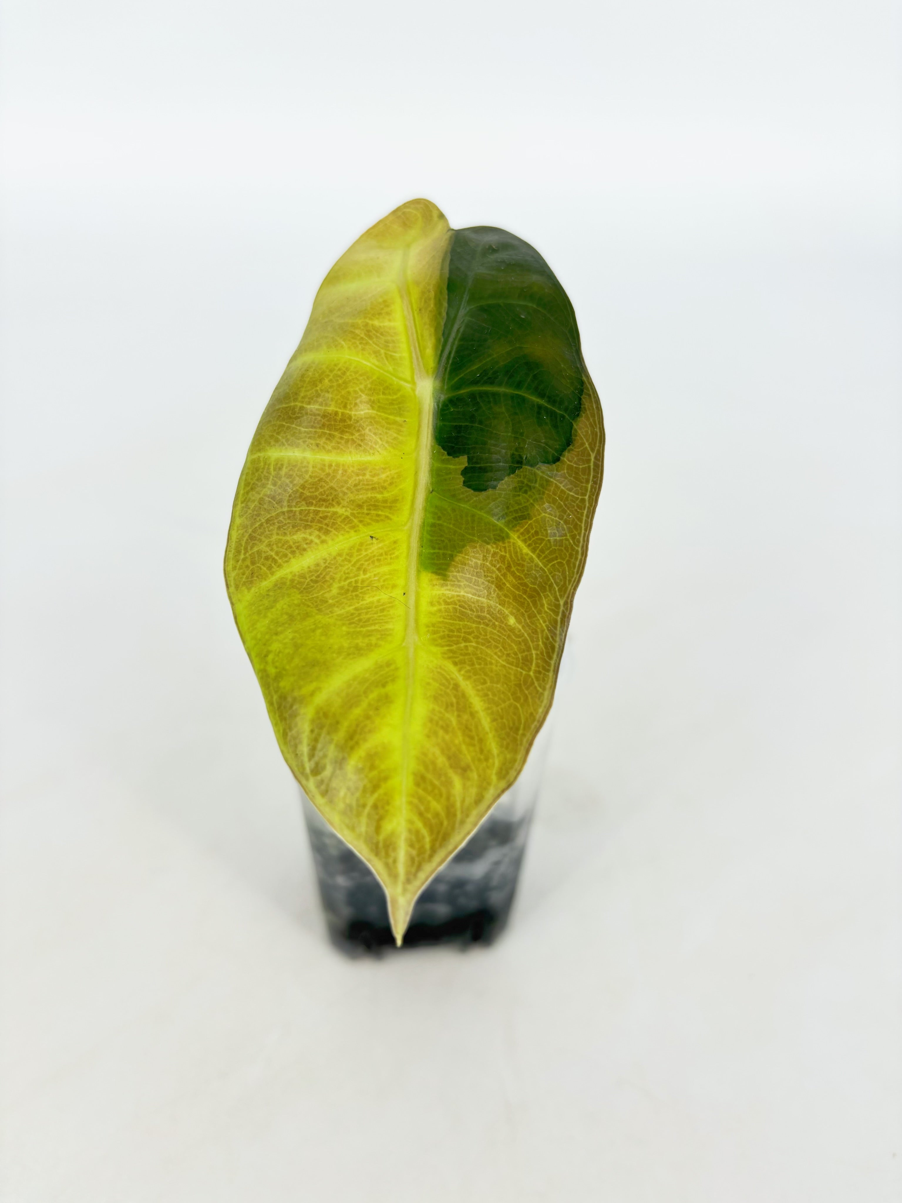 Alocasia Pink Dragon Aurea@BC Warehouse