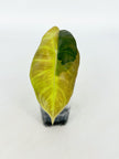 Alocasia Pink Dragon Aurea@BC Warehouse