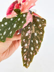 *Grower’s Choice* Begonia Maculata Pink