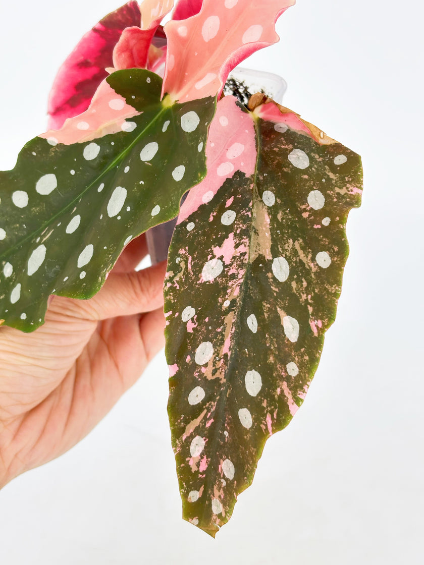*Grower’s Choice* Begonia Maculata Pink