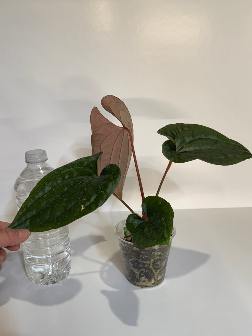 Anthurium Papi FS x RL x Luxurians