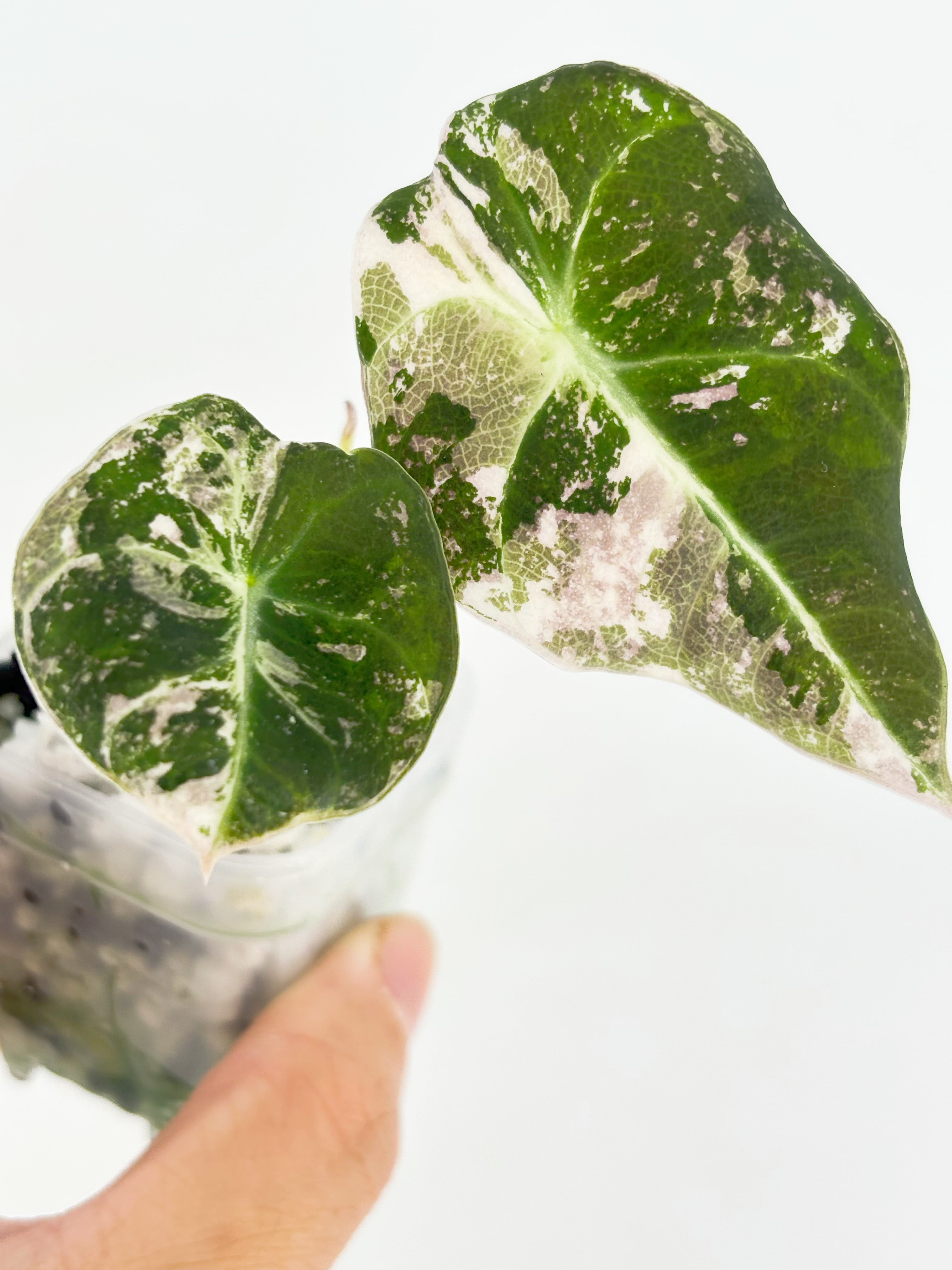 Alocasia Black Velvet Pink@BC Warehouse