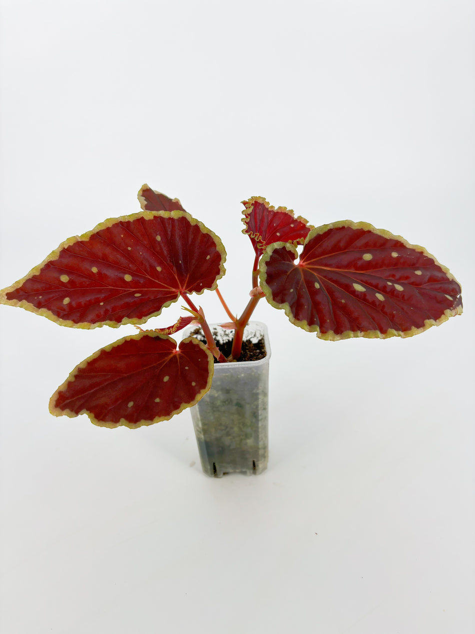Begonia Darth x Maloch@BC Warehouse