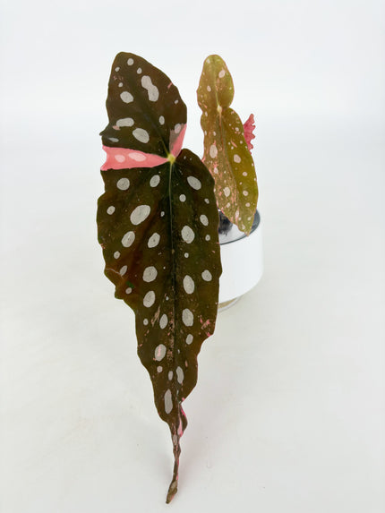 Begonia Maculata Pink@BC Warehouse