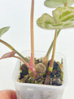 Anthurium Diamond Shield@BC Warehouse