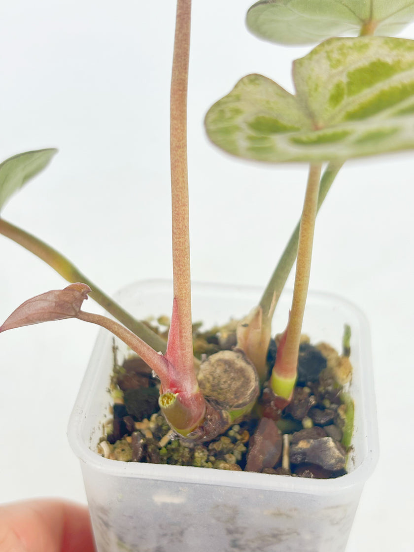 Anthurium Diamond Shield@BC Warehouse
