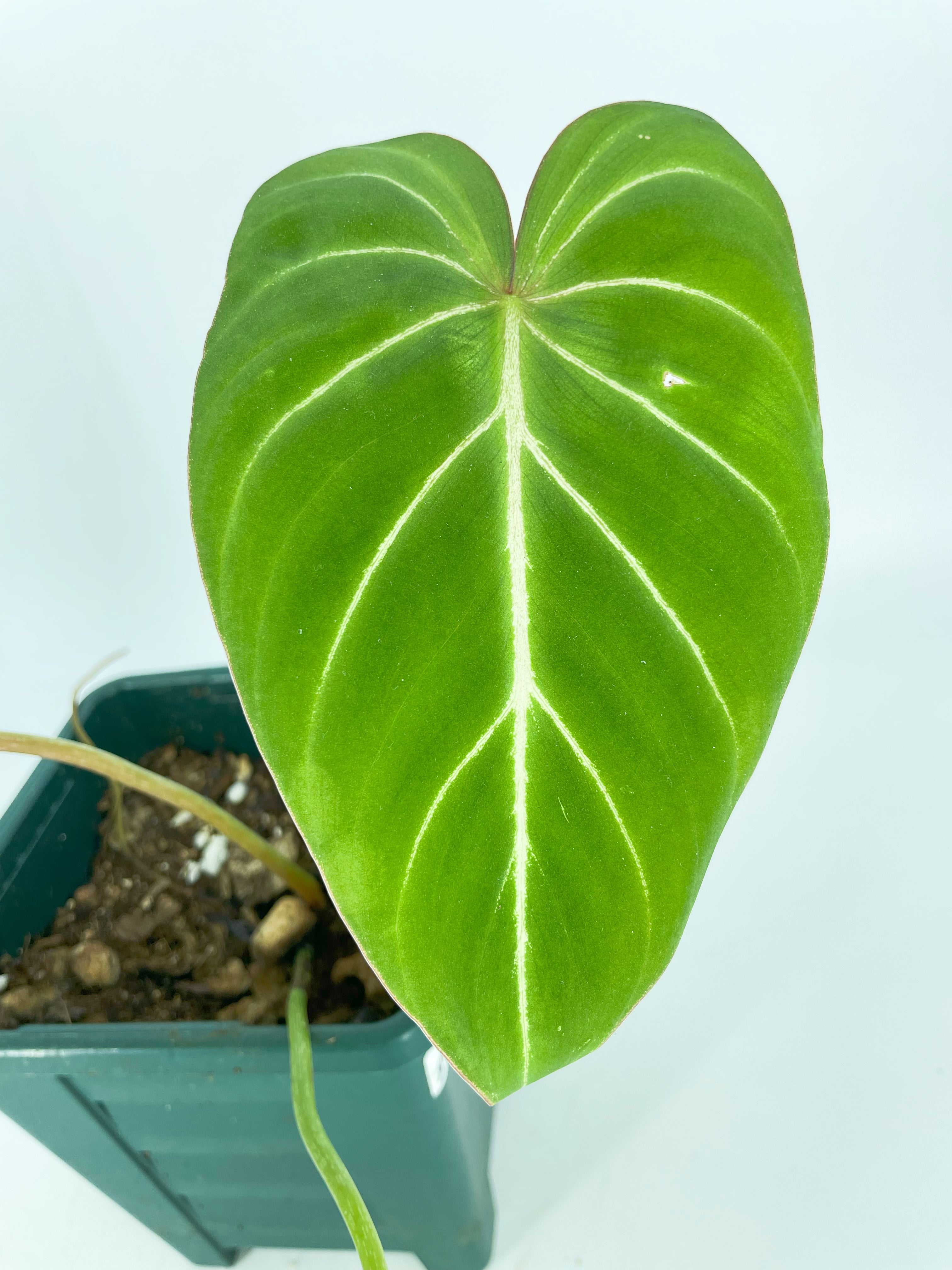 Philodendron Gloriosum