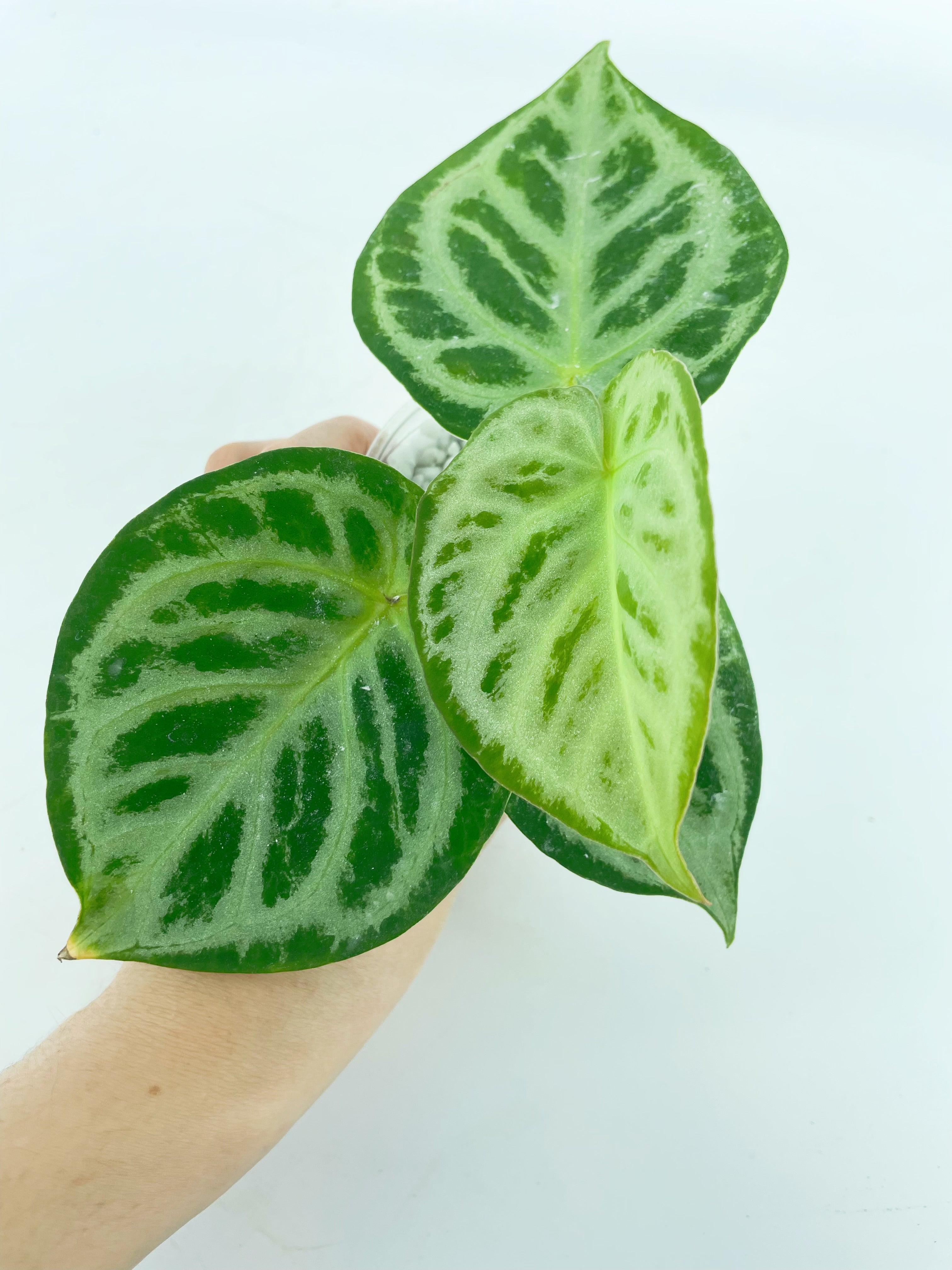 Anthurium Dorayaki - Silver