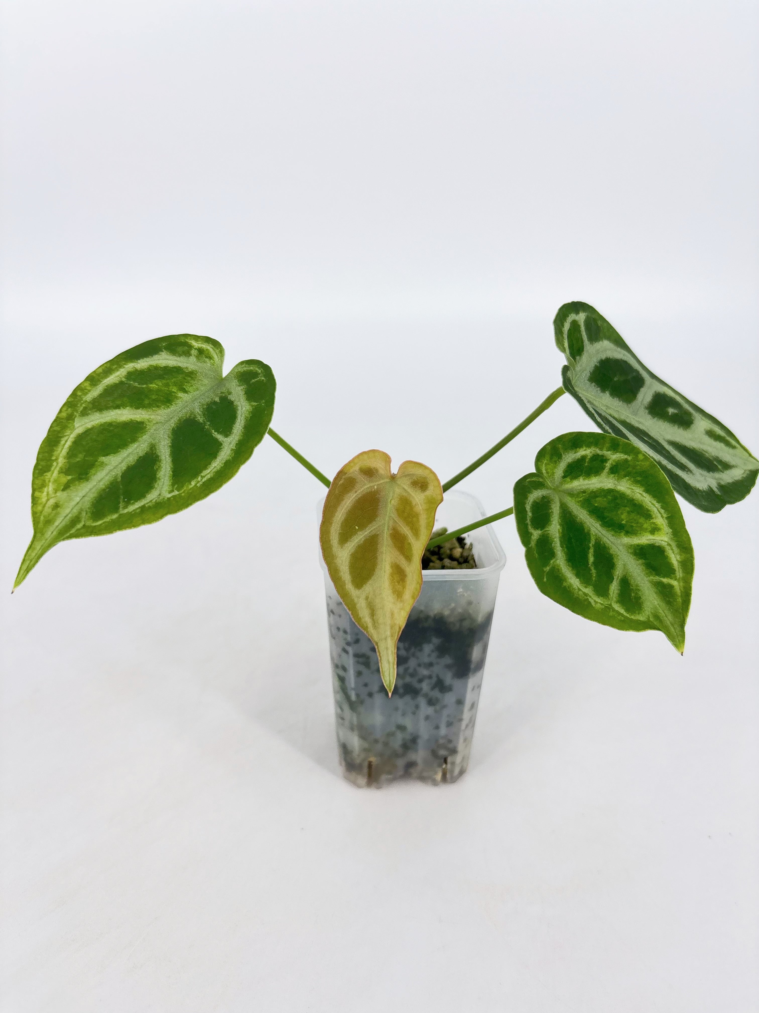 Anthurium Crystallinum Var @BC Warehouse
