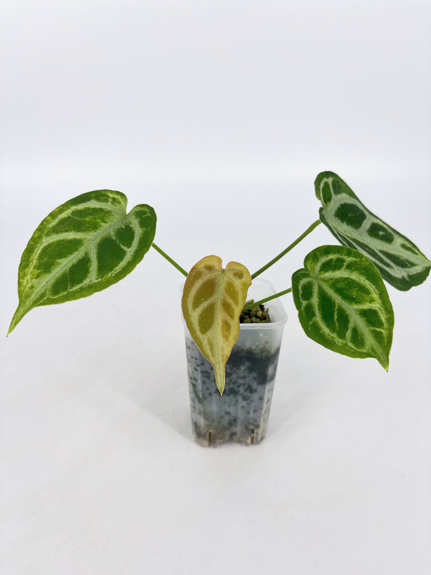 Anthurium Crystallinum Var @BC Warehouse