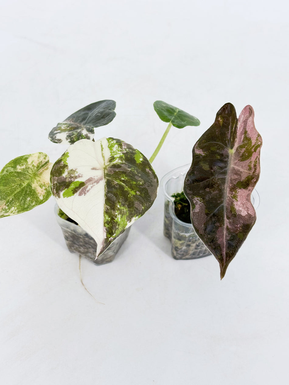 Alocasia Combo (Wentii Albo/Pink & Pseudo Sanderiana Pink) @BC Warehouse