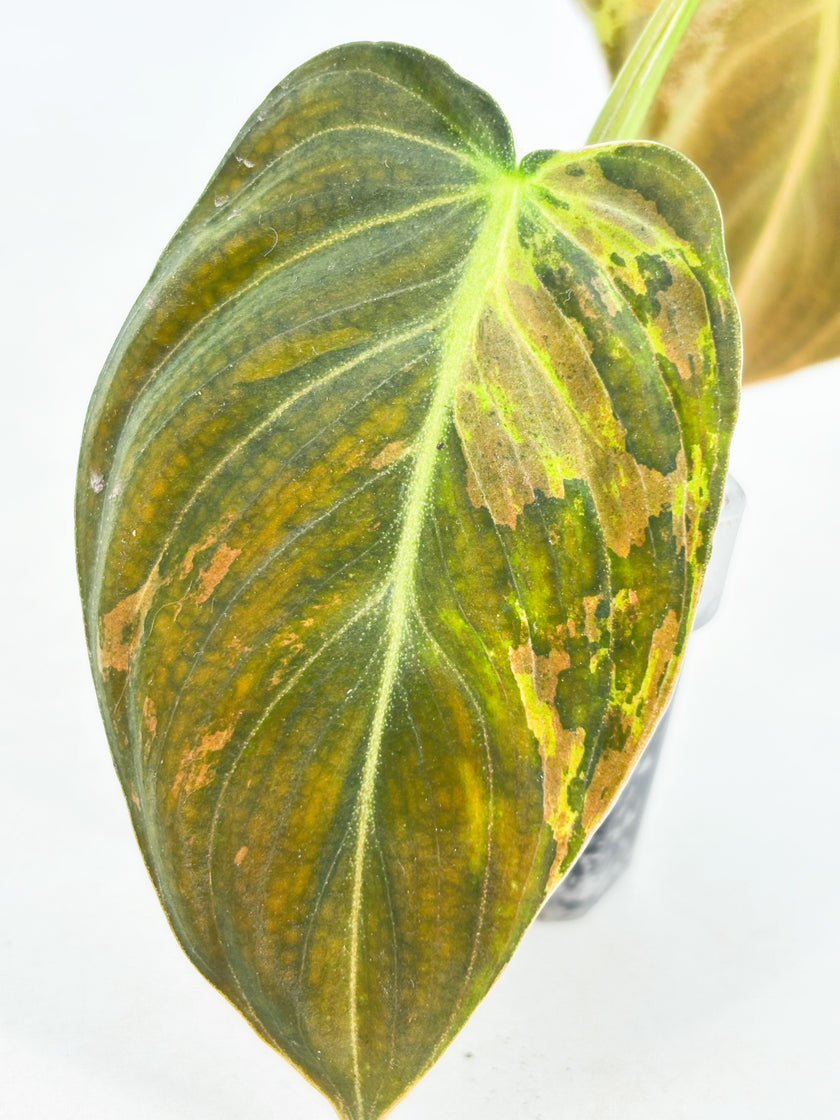 Philodendron Melanochrysum Var@BC Warehouse