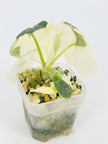 Alocasia Melo Albo@BC Warehouse