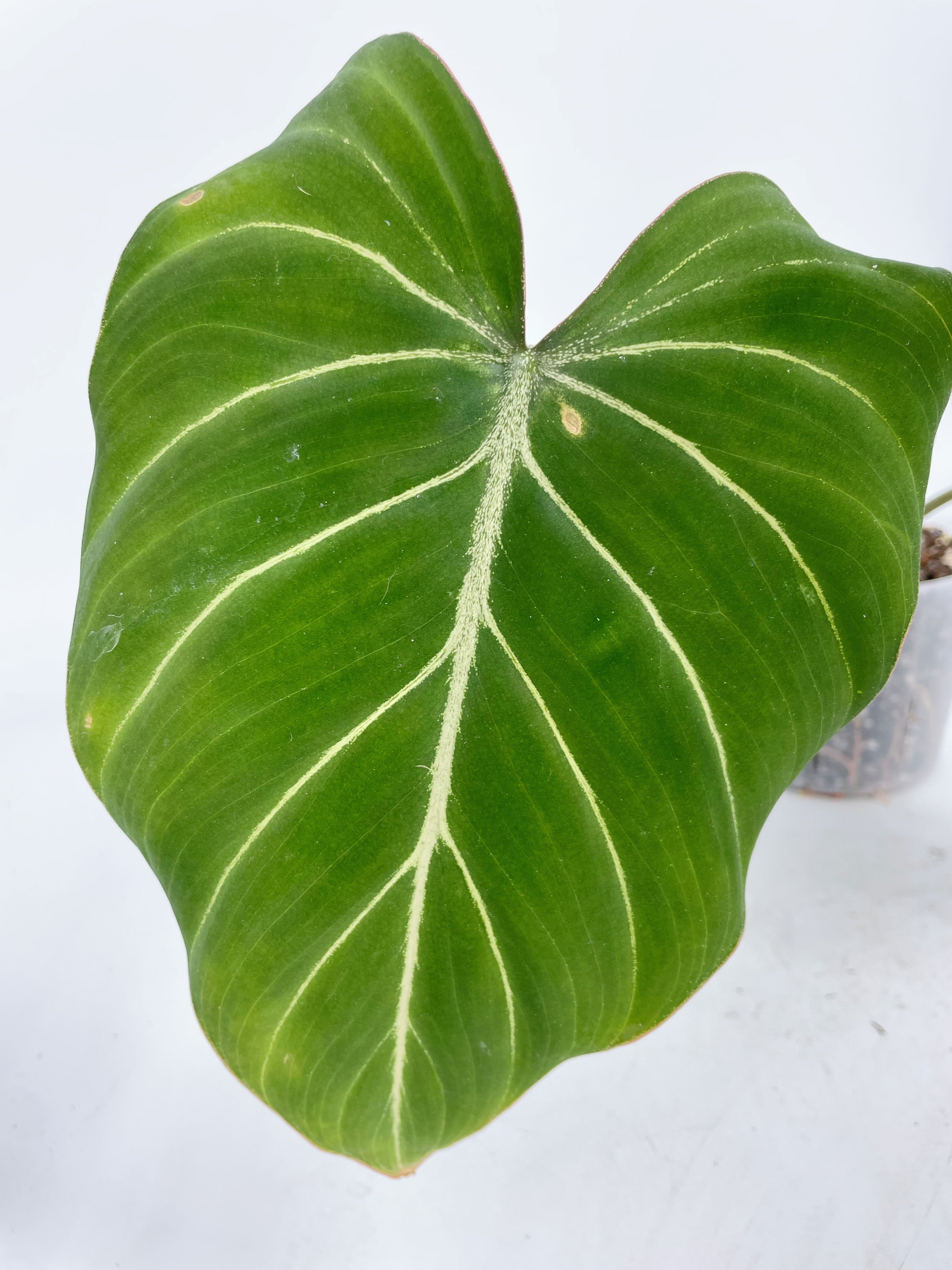 Philodendron Glorious Combo