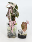 Alocasia Combo (Noblis Pink +Pseudo Sanderiana Pink) @BC Warehouse