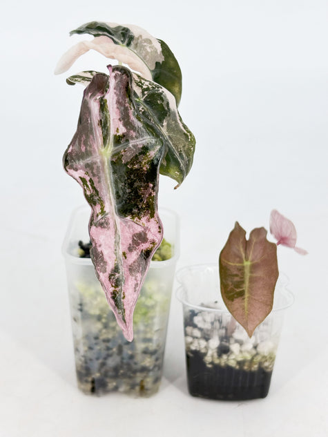 Alocasia Combo (Noblis Pink +Pseudo Sanderiana Pink) @BC Warehouse