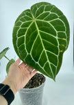 Anthurium Beginners Combo (Dorayaki& Crystallinum) *Pick up& Local Delivery Only*