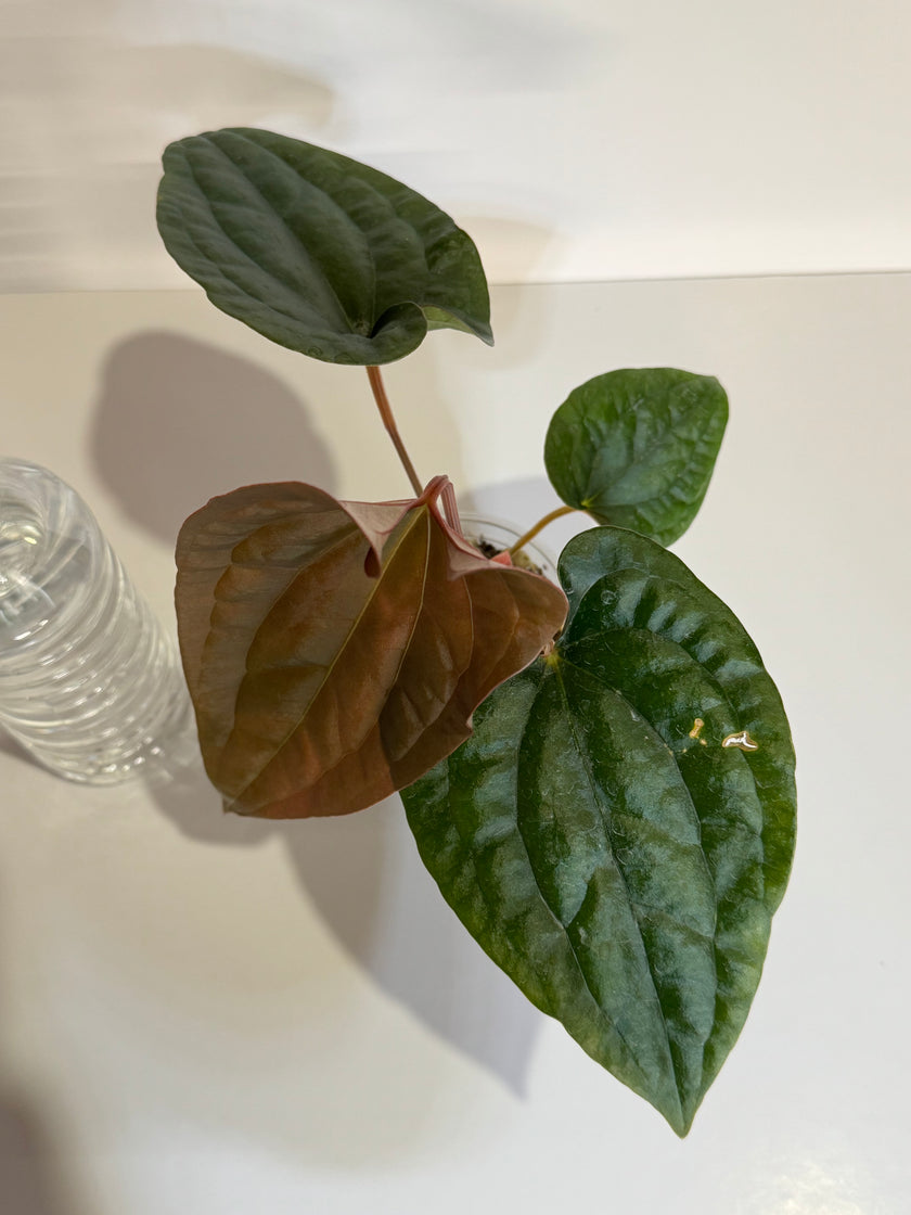 Anthurium Papi FS x RL x Luxurians