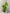 Monstera Albo
