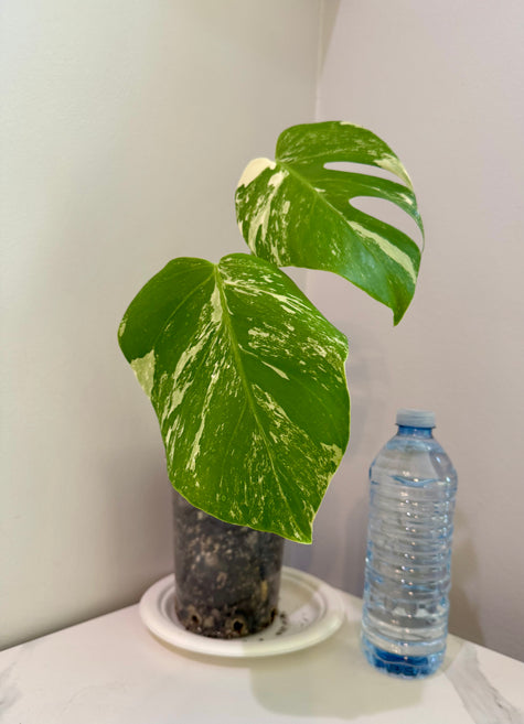 Monstera Albo