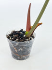 Rare Plant Starter Box@BC Warehouse *Local Pick up or Delivery Only*
