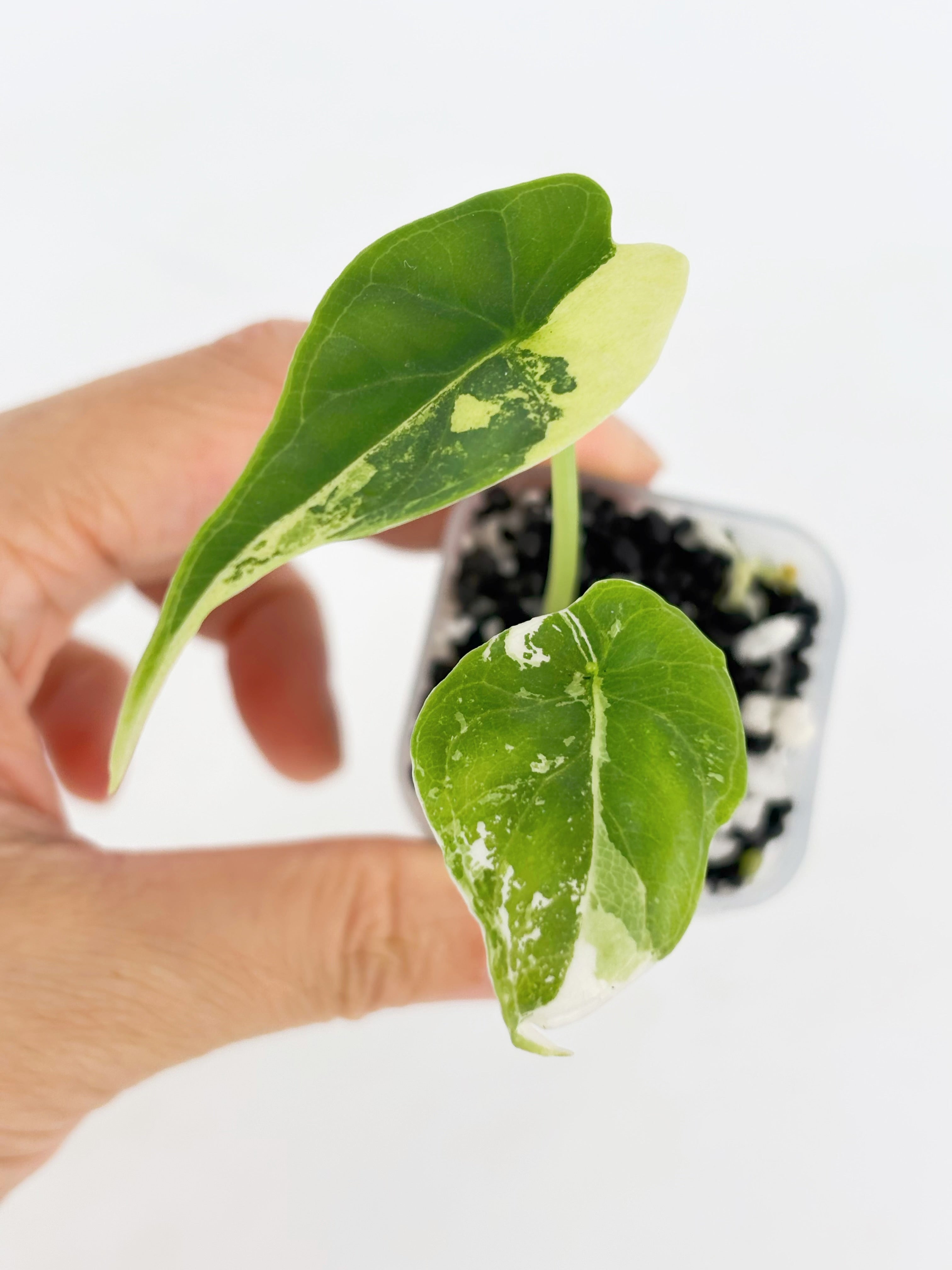 Alocasia Combo (Chantrieri Pink & Dragon Scale Albo)