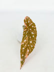 Begonia Pink Maculata@BC Warehouse