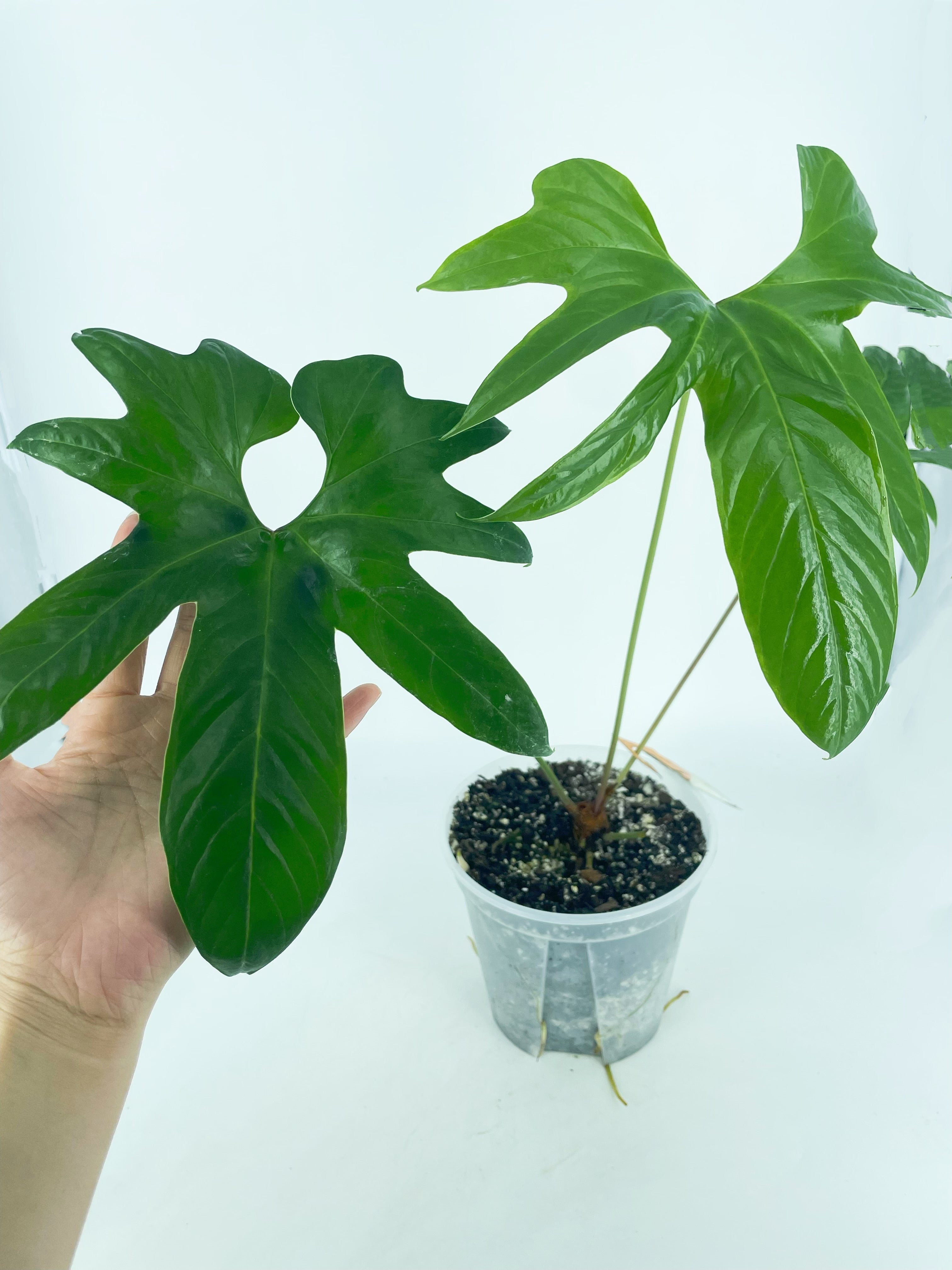 Anthurium Pedatoradiatum XXL *Pick up& Local Delivey Only*