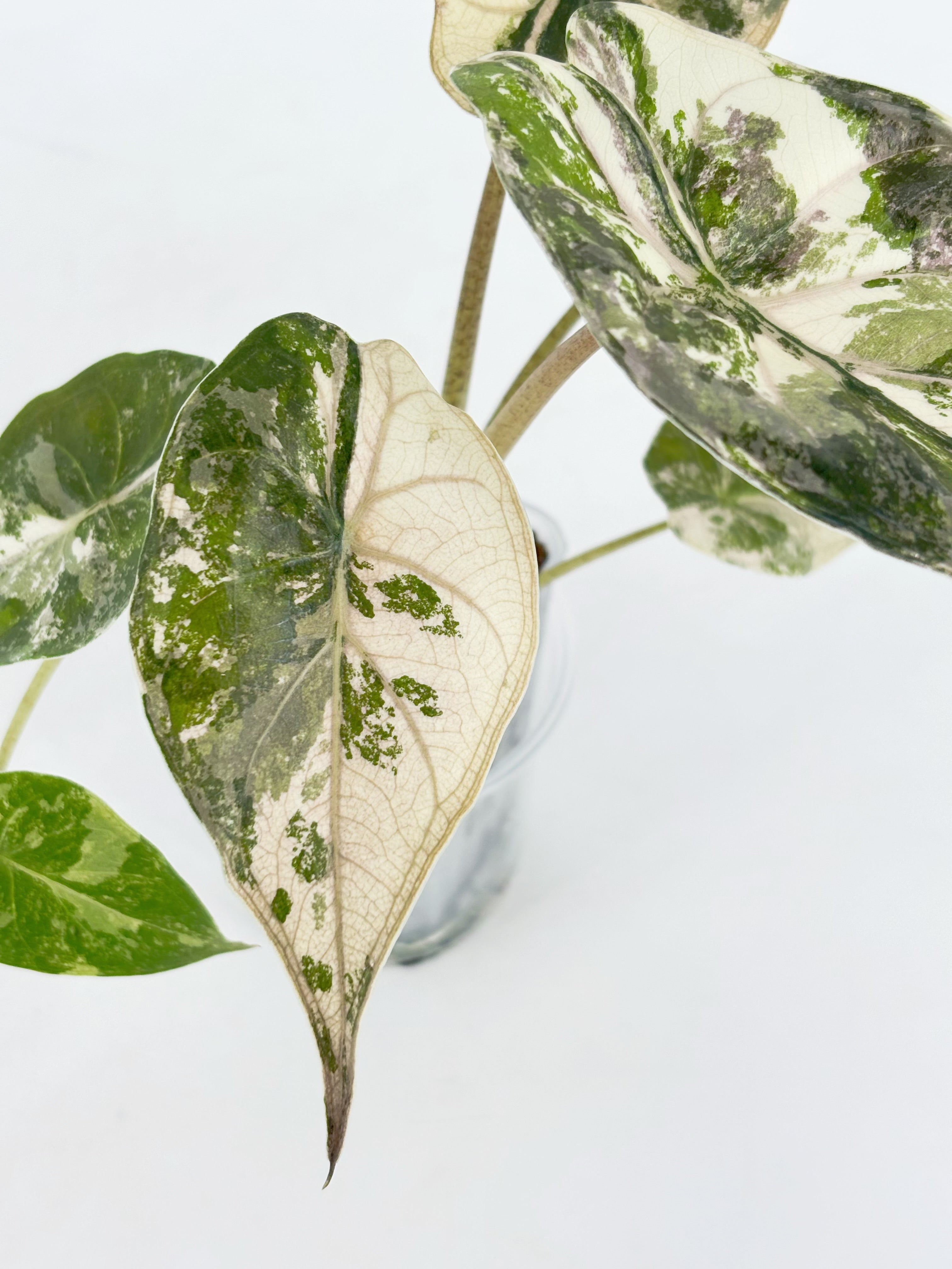 *Ultra Select* Alocasia Wentii Albo Pink@BC Warehouse
