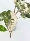 *Ultra Select* Alocasia Wentii Albo Pink@BC Warehouse