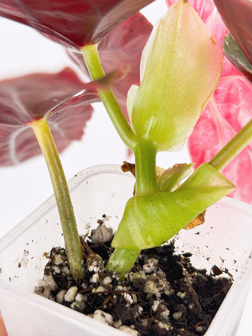 Pink Combo (Begonia Maculata Pink + Alocasia Chantrieri Pink)