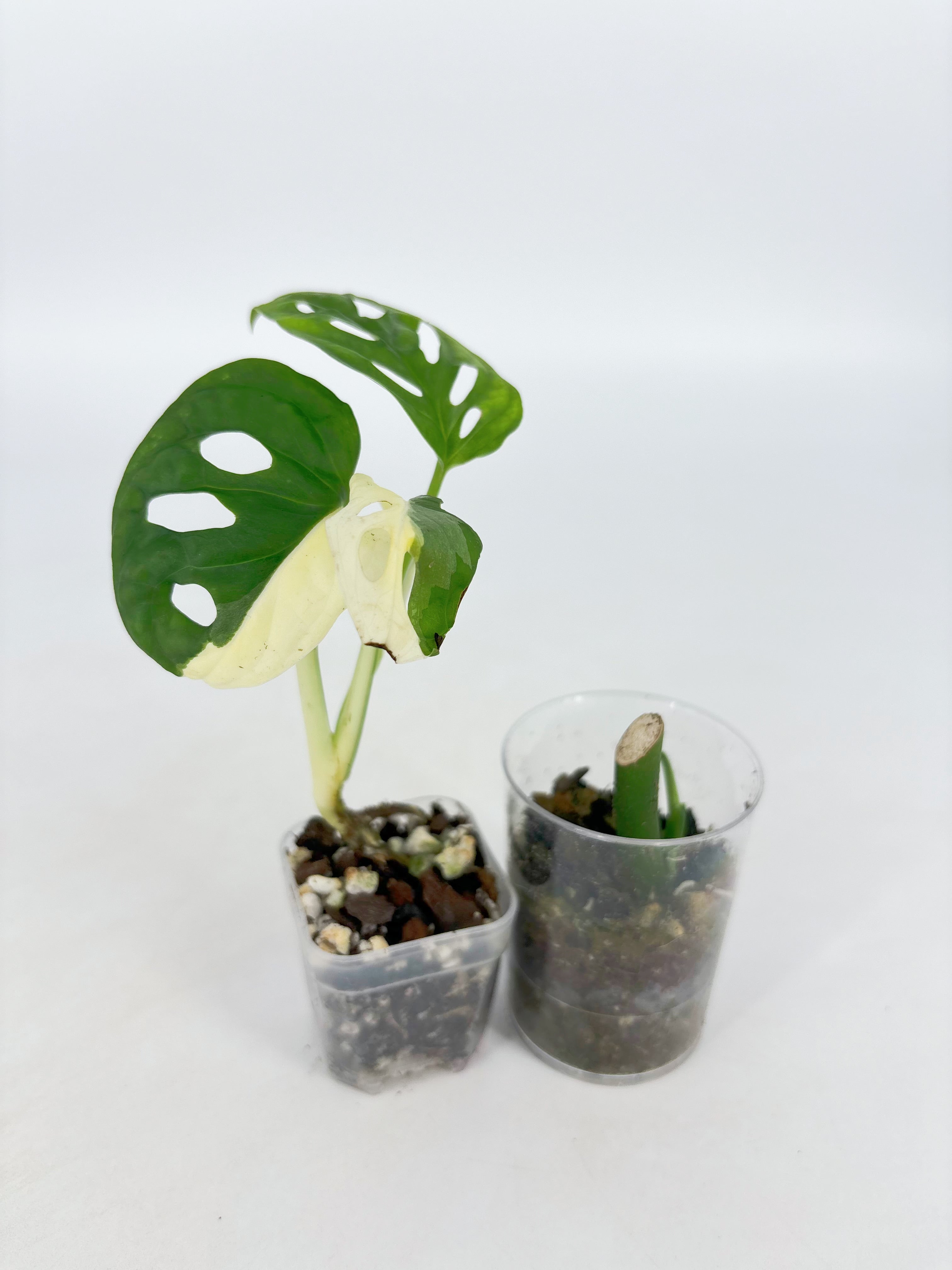 Monstera Combo (Adansonii Tricolor + Esqueleto)@BC Warehouse