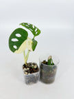 Monstera Combo (Adansonii Tricolor + Esqueleto)@BC Warehouse